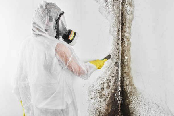 Meridian, CO Mold Remediation Company