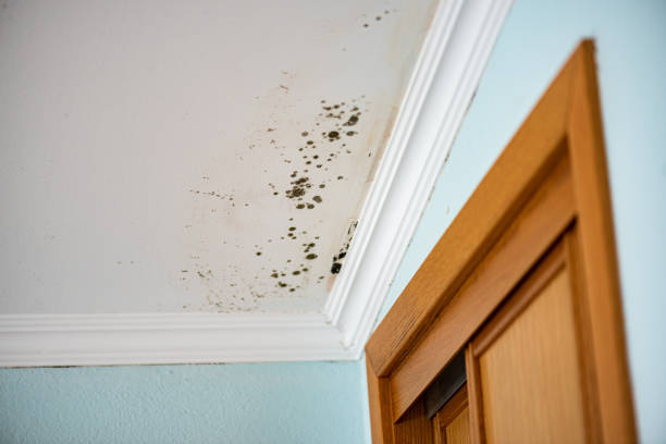 Best Mold Remediation for Specific Building Types in Meridian, CO
