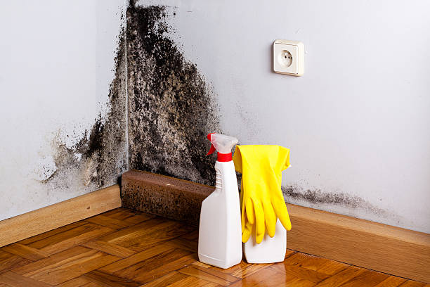Best Preventive Mold Services in Meridian, CO